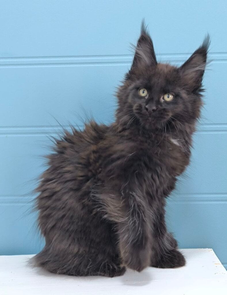 Photo 2026 01 29 12 58 06 5