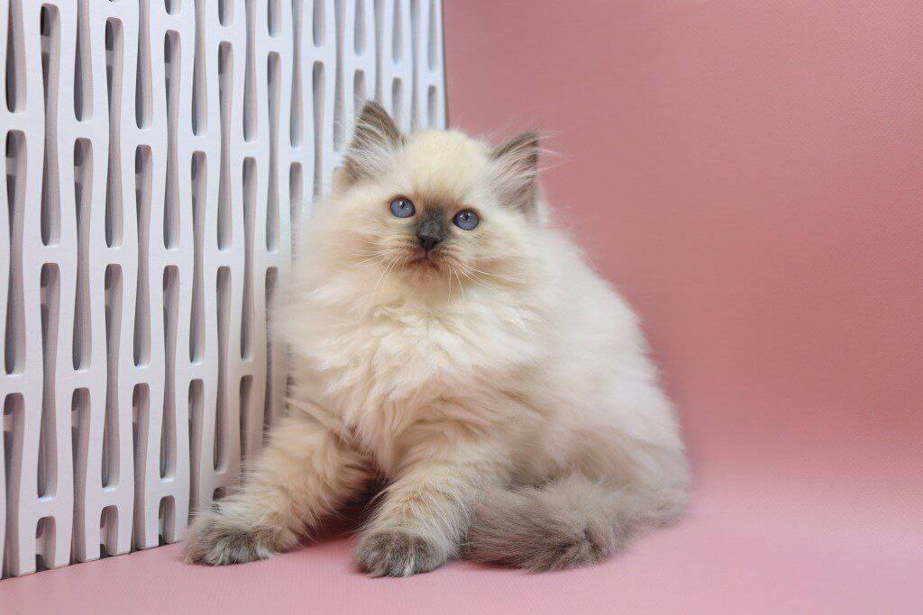 Photo 2026 01 29 14 36 54 4