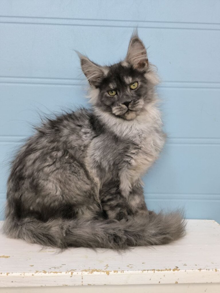 Gabriel Maine Coon POLY Black Silver Male (Available) 50 - photo 1