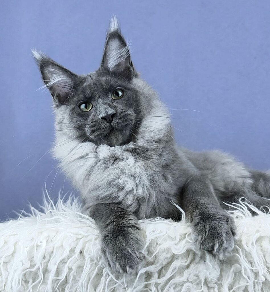 Quinett Maine Coon Blue Silver Female (Available) 50 - photo 1