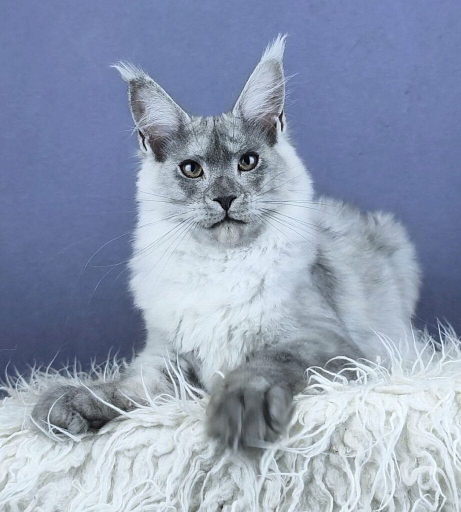 Quinlin Maine Coon Black Silver Female (Available) 50 - photo 1