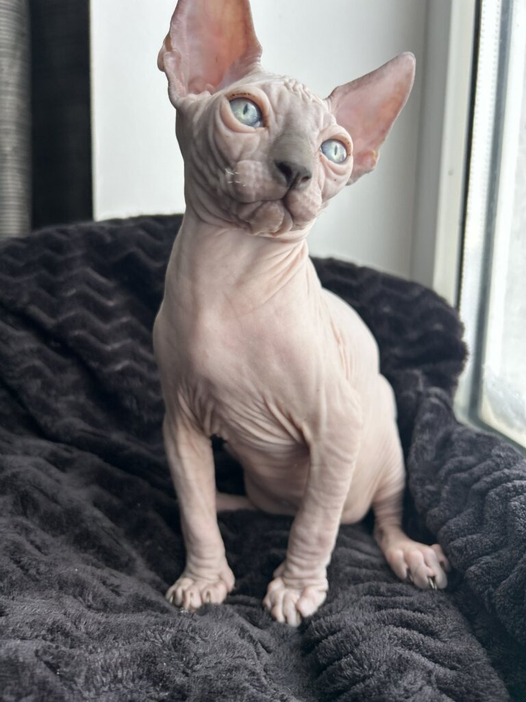 изображение Viber 2026 01 02 20 08 15 571