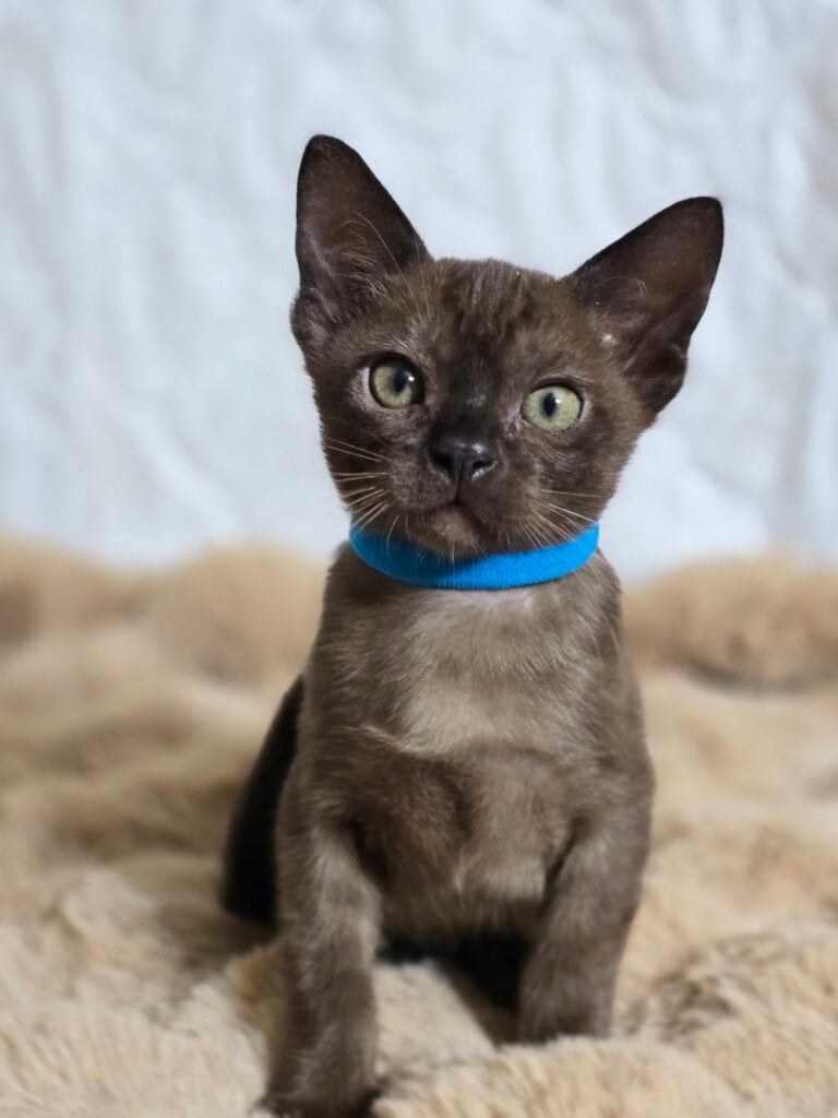 изображение Viber 2026 01 14 21 48 26 772