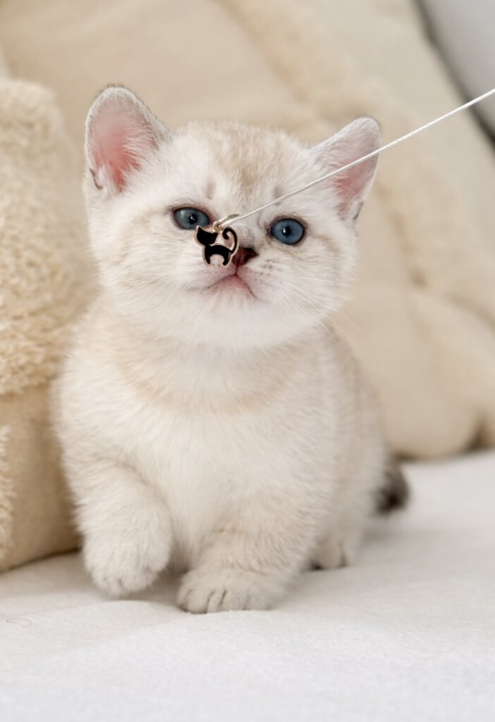 изображение Viber 2026 01 22 19 05 58 442