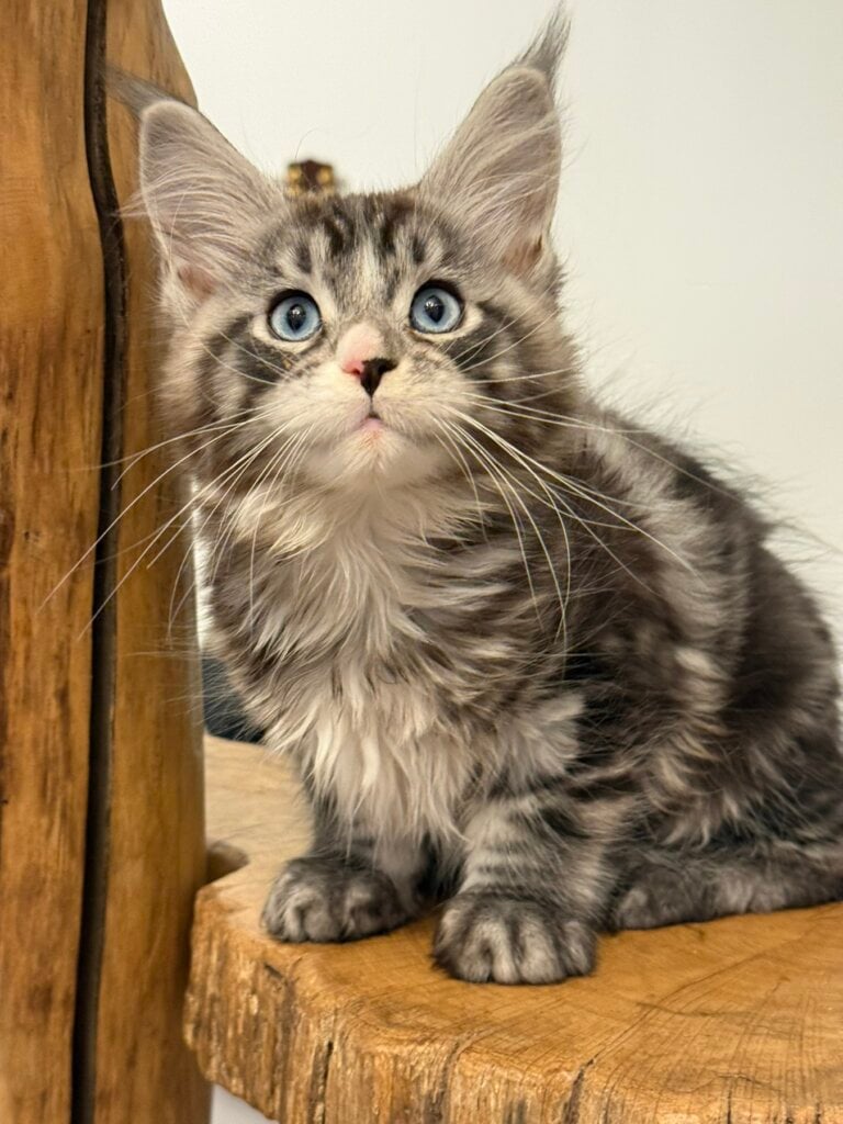 изображение Viber 2026 01 28 20 08 30 375