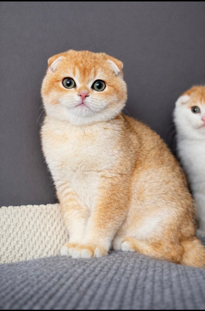 изображение Viber 2026 02 04 00 14 28 662