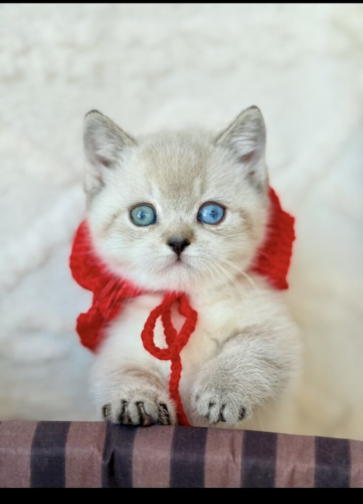 изображение Viber 2026 02 04 00 33 55 458