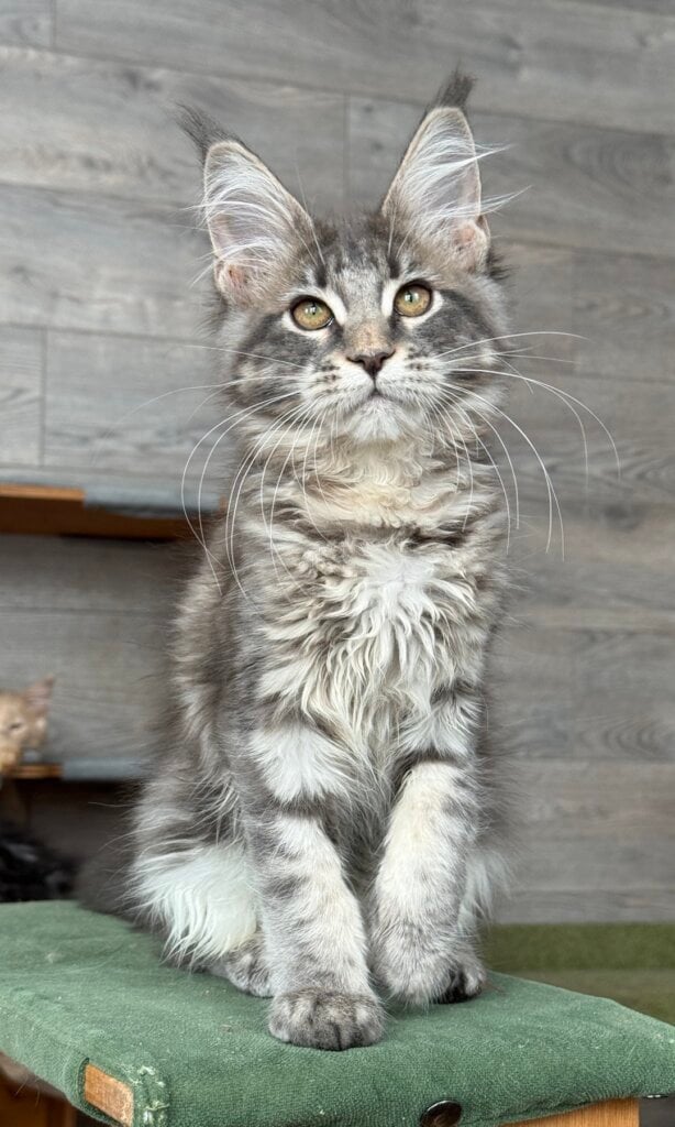 изображение Viber 2026 02 07 14 42 02 439