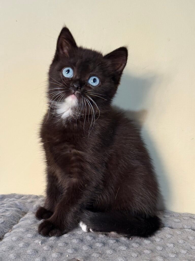 изображение Viber 2026 02 10 10 19 22 957