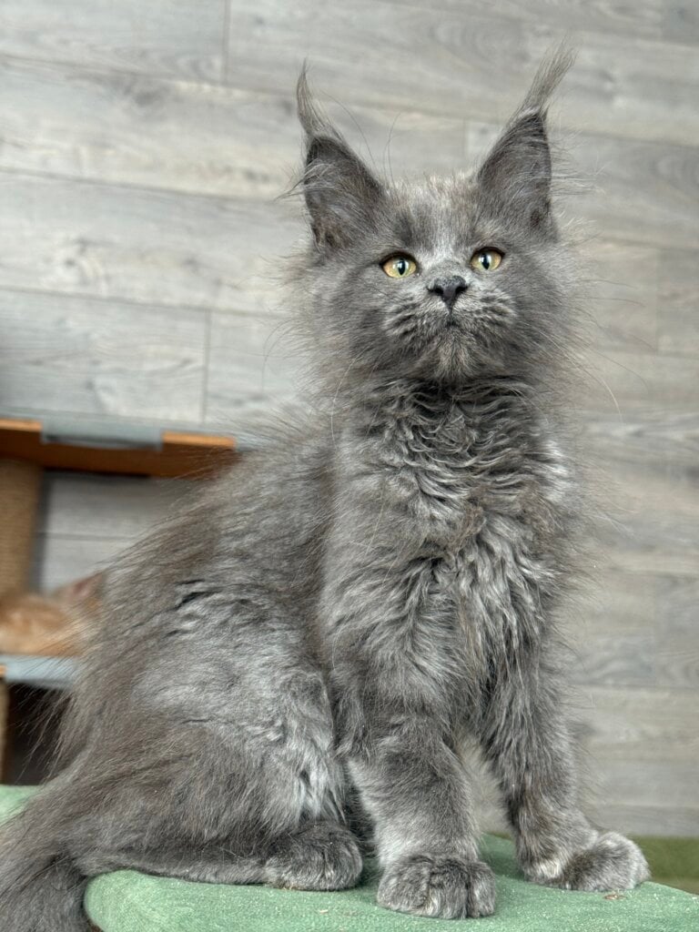 изображение Viber 2026 02 12 18 31 31 773