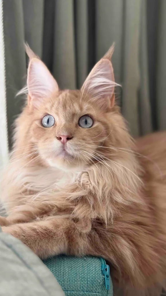 Kurt Maine Coon Red Male BLUE EYES (Available) 50 - photo 1