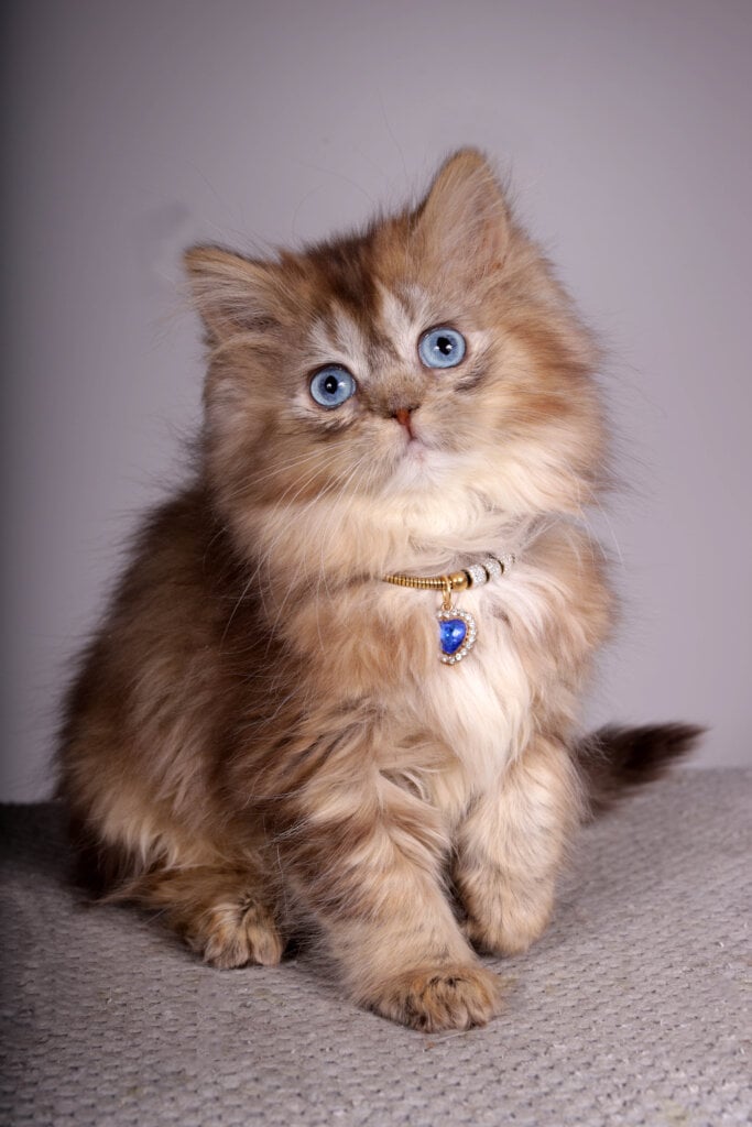 Sabina British Longhair Chocolate BLUE EYES Female (Reserved) 00 - photo 1
