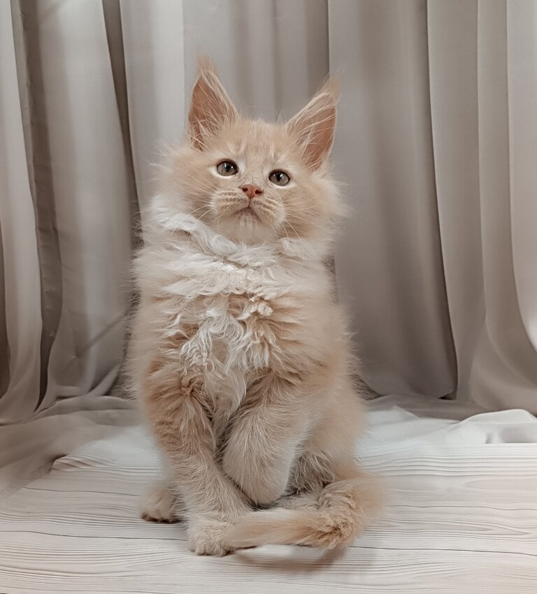 Image showcasing Maine Coon Weight by Age | MeoWoff