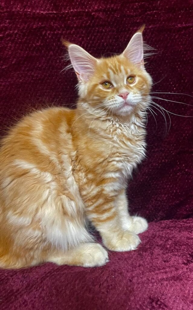 Photo 2026 01 31 19 46 15