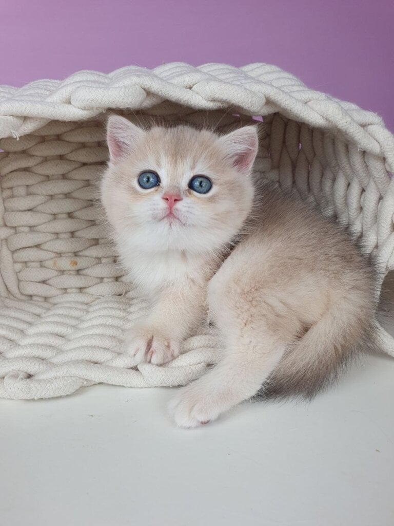 Photo 2026 02 03 18 01 26