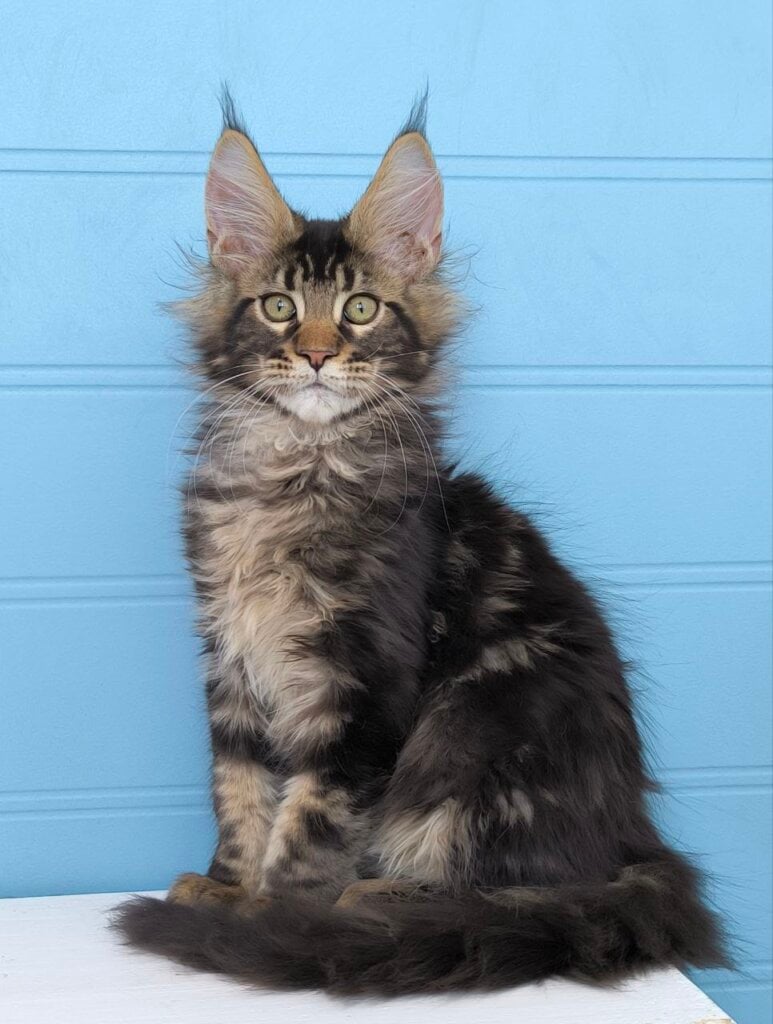 Photo 2026 02 04 17 47 49