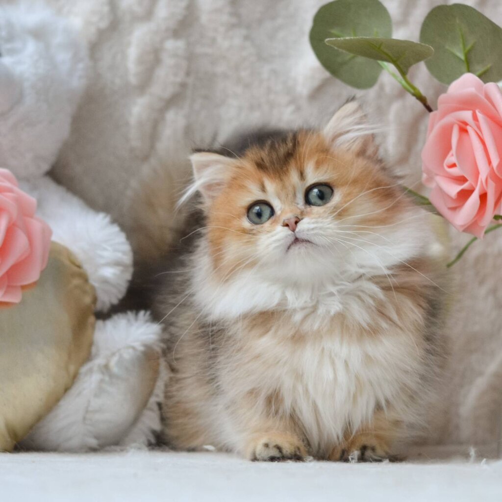 Photo 2026 02 06 18 40 43 2