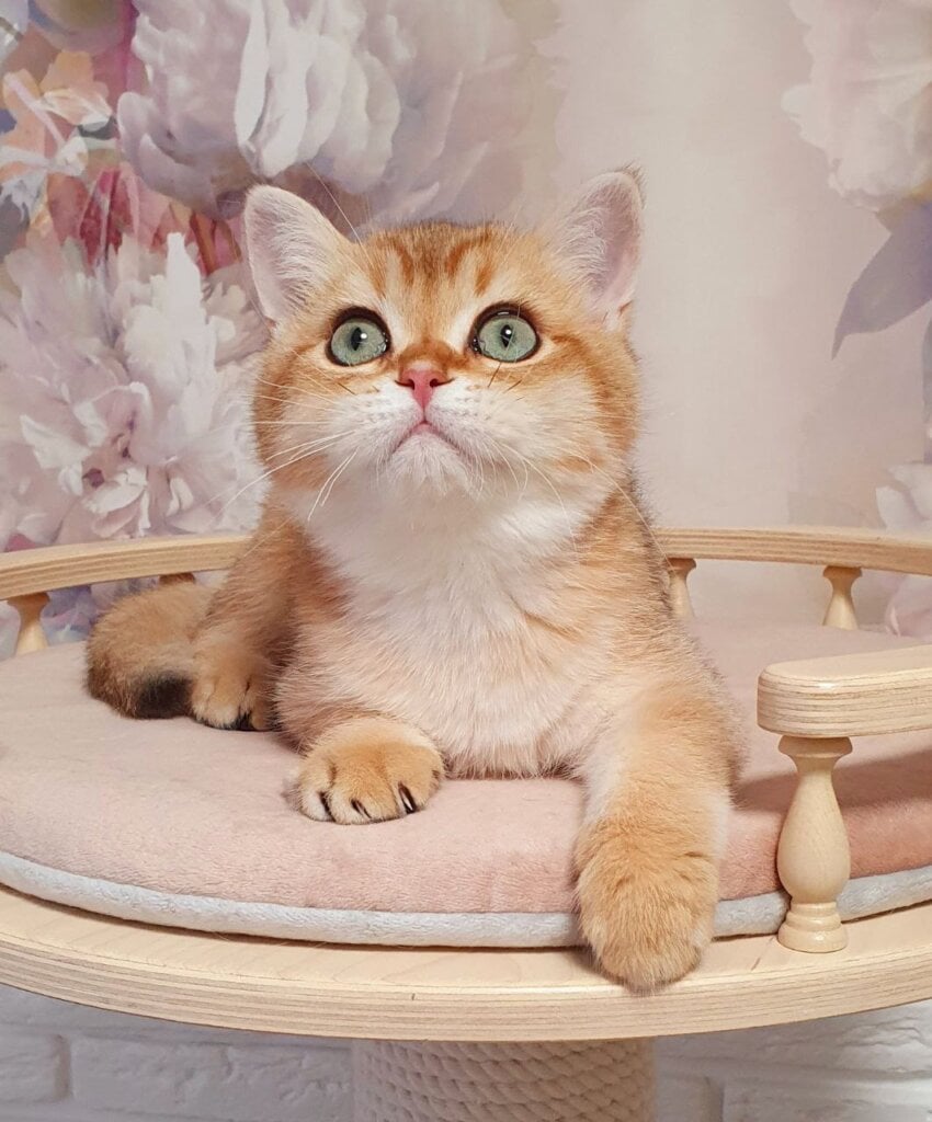 Photo 2026 02 08 15 09 34 3