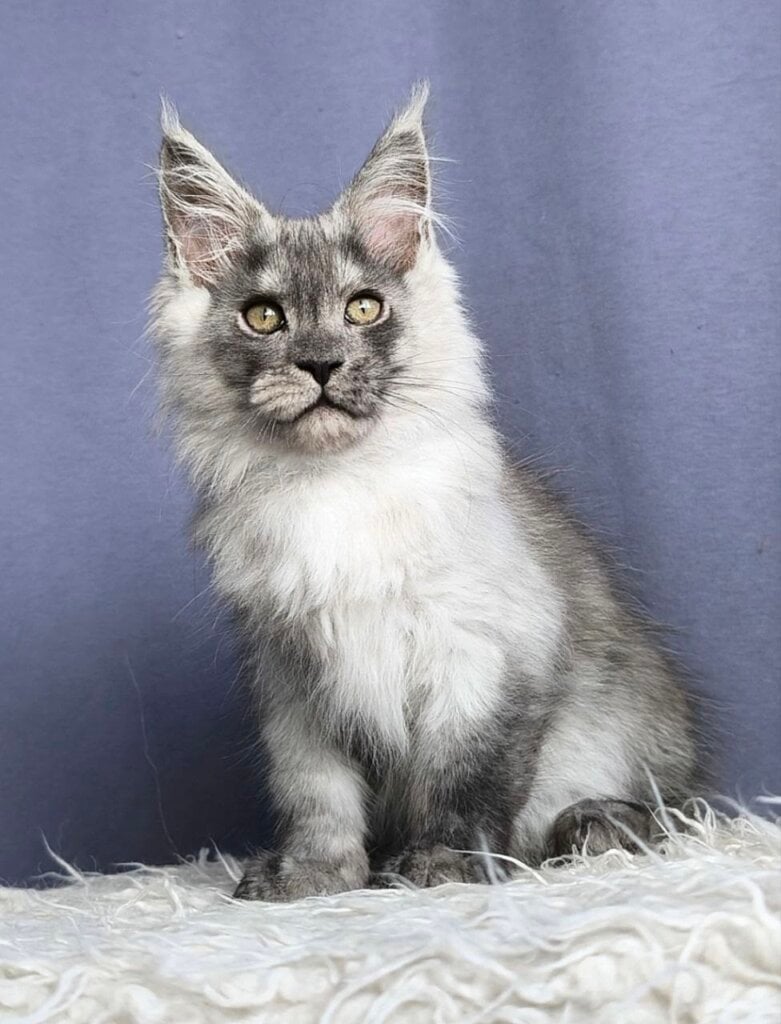 Photo 2026 02 08 15 52 14