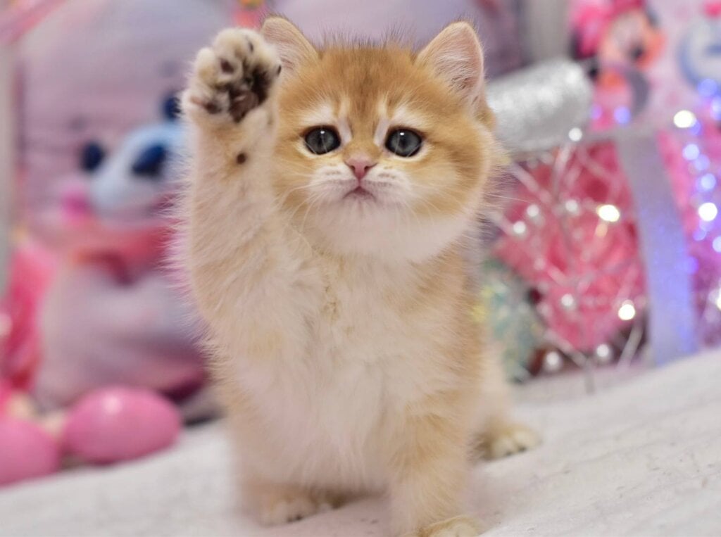 Photo 2026 02 08 20 57 04