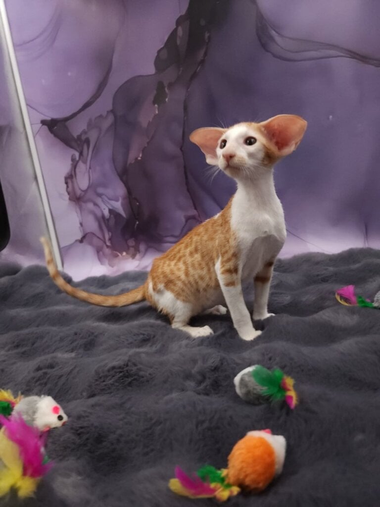 Photo 2026 02 09 22 23 06 4