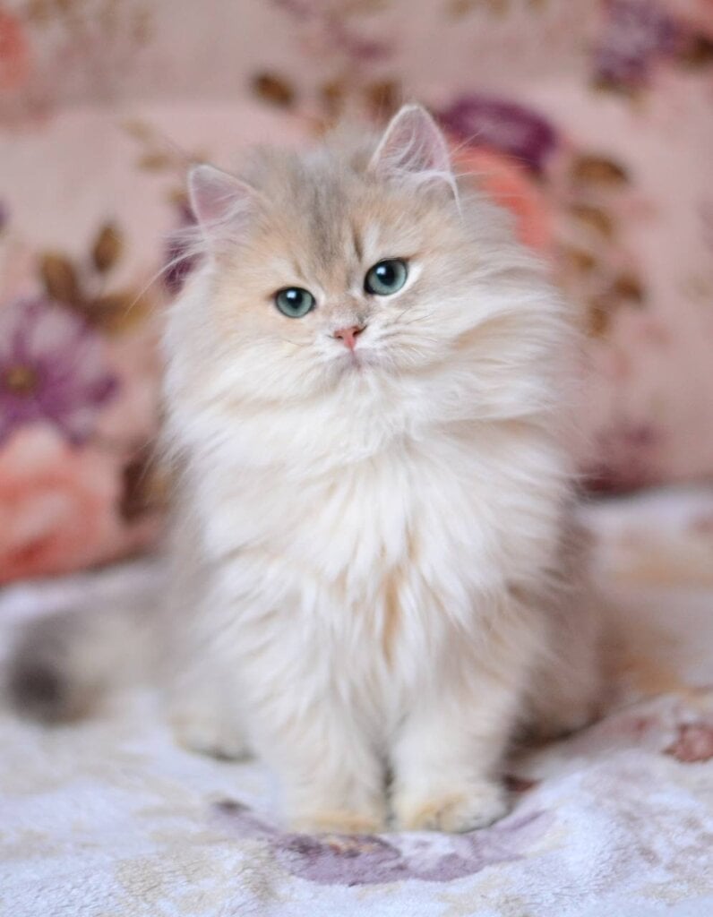 Photo 2026 02 10 19 37 43 2