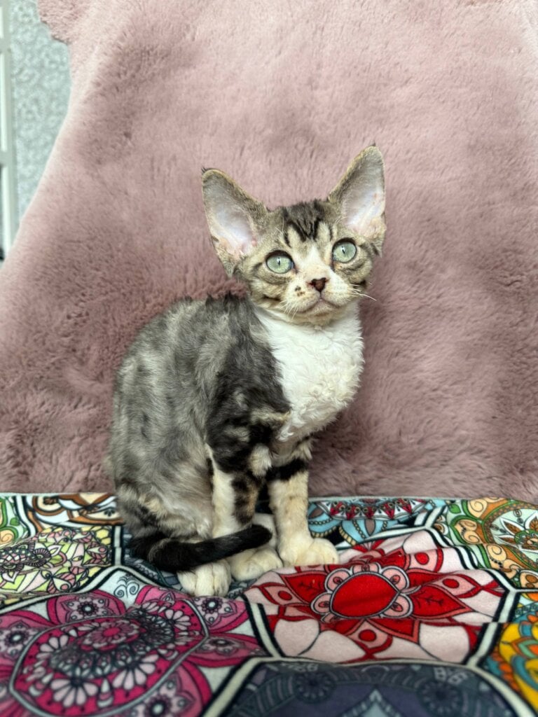 Photo 2026 02 11 11 42 26