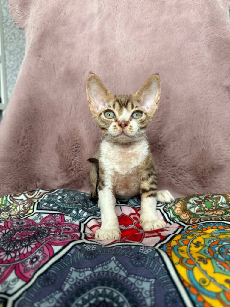 Photo 2026 02 11 11 46 40