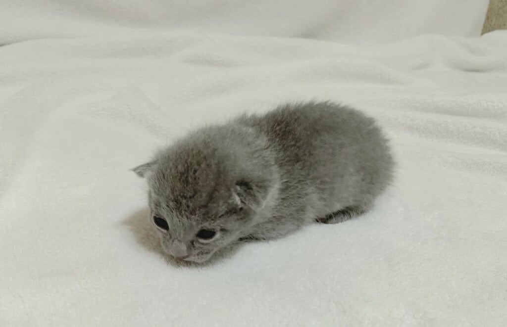 Elizar Russian Blue Male (Reserved) 00 - photo 1