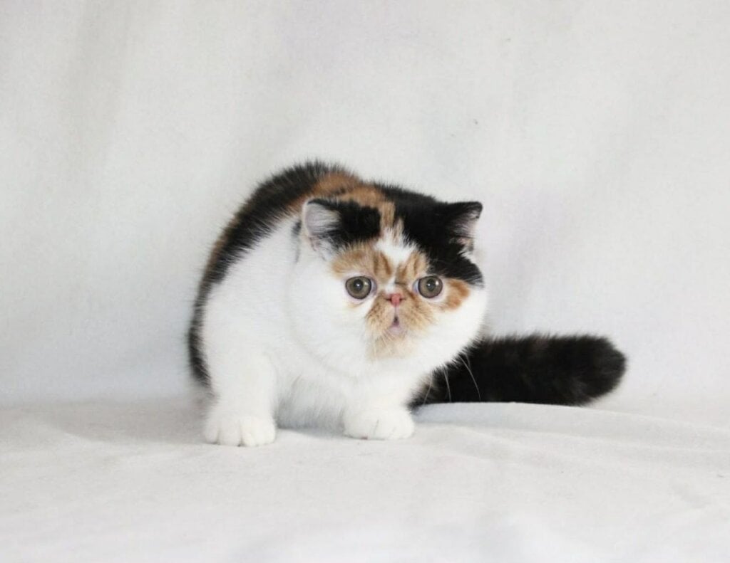 Photo 2026 02 11 23 35 18