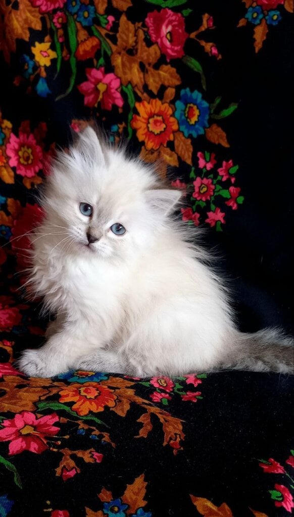 Photo 2026 02 13 20 24 53 2