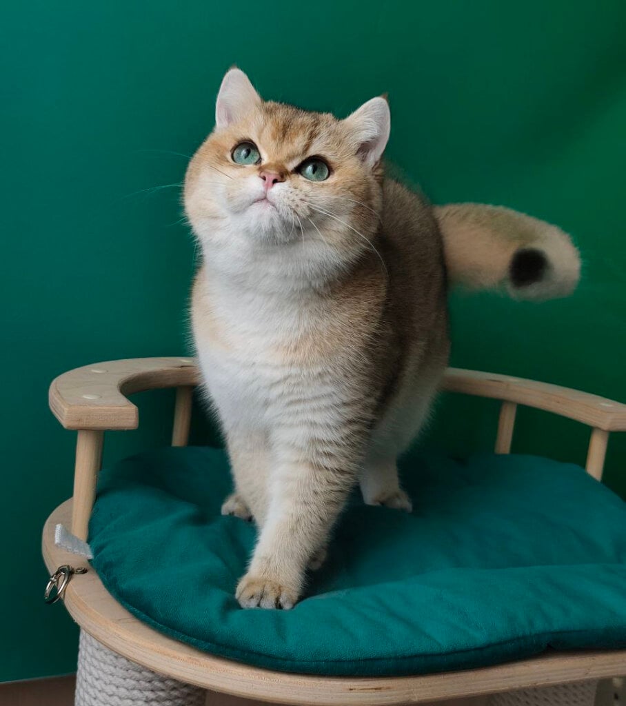 Photo 2026 02 16 18.16.42 копия