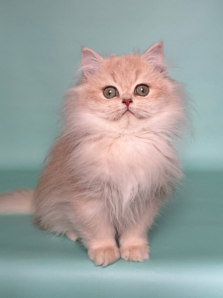 Photo 2026 02 17 20 27 33