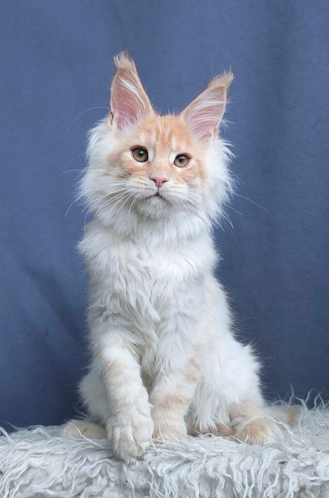 Photo 2026 02 22 00 26 29 2