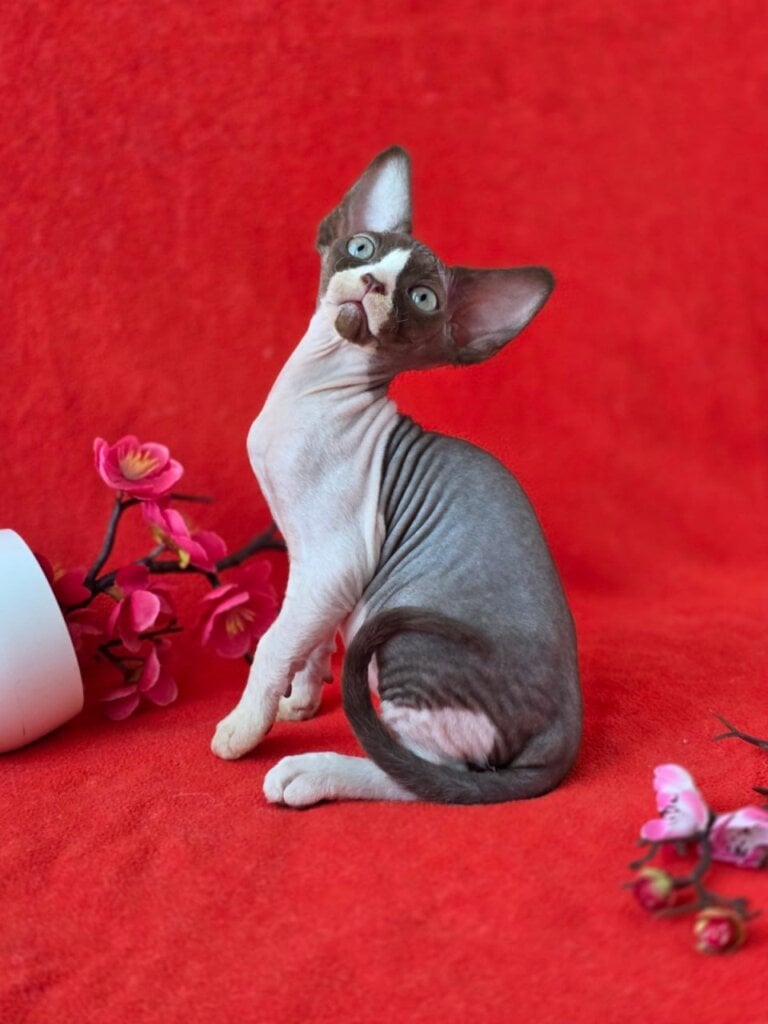 Photo 2026 02 22 00 29 16