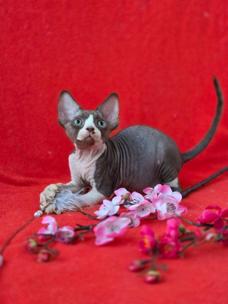 Photo 2026 02 22 00 45 47