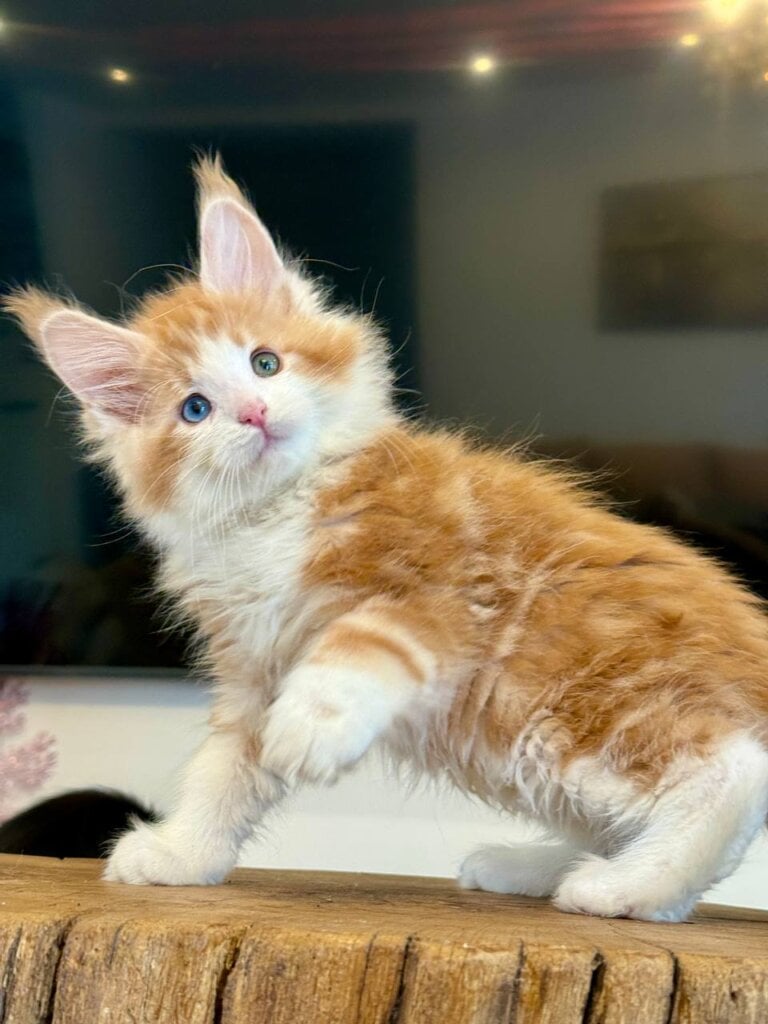 Photo 2026 02 24 13 11 35