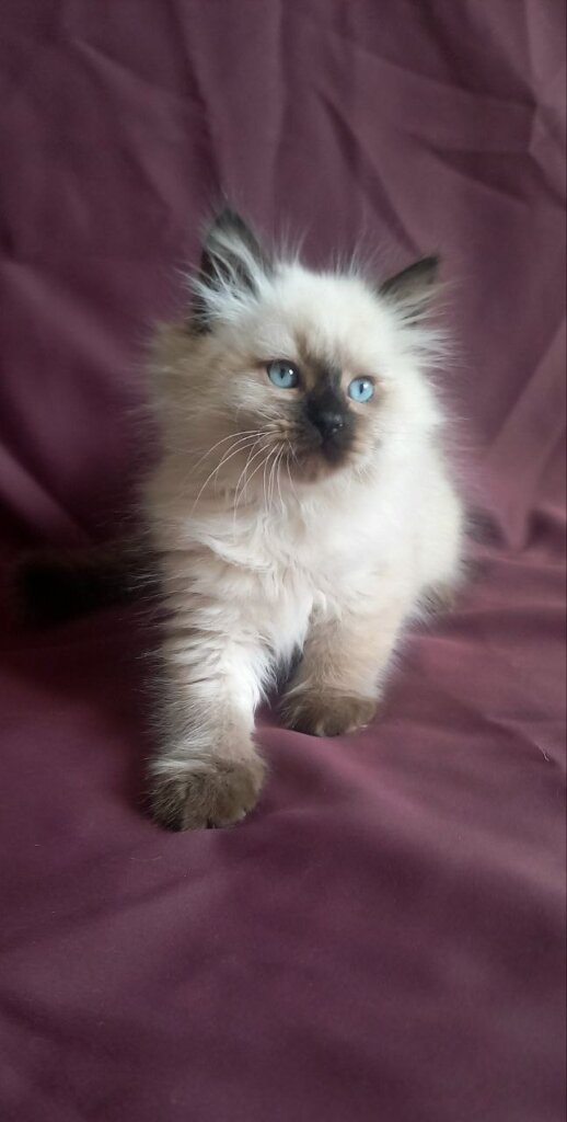 Langeron Siberian Seal Male (Available) 00 - photo 1