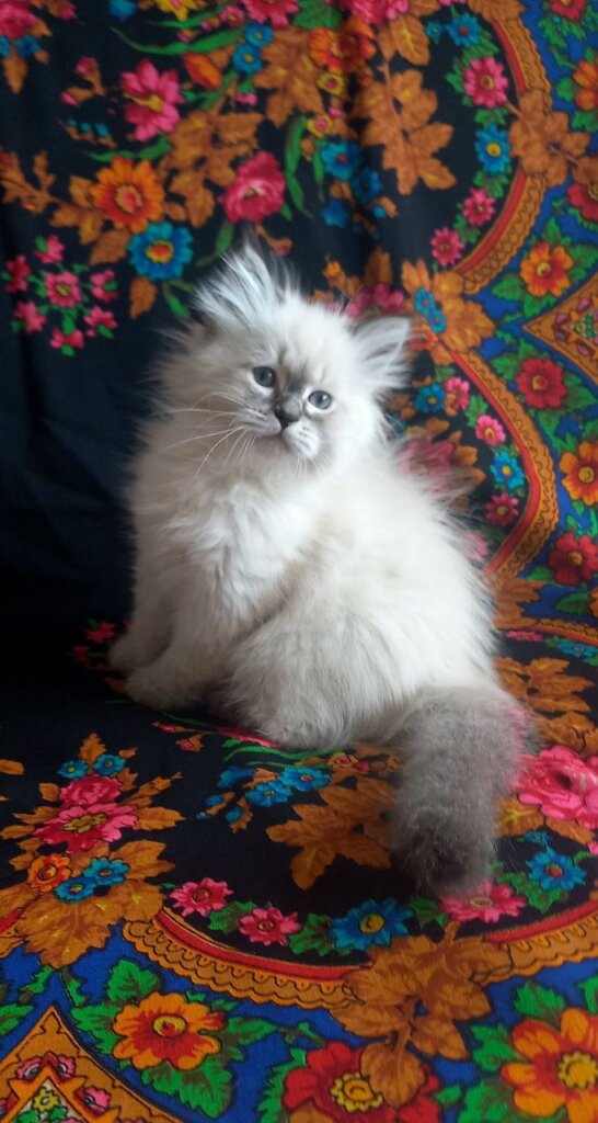 Luka Siberian Seal Male (Available) 50 - photo 1