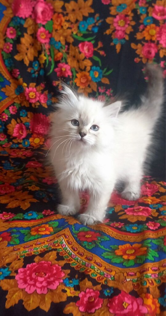 Larion Siberian Seal Male (Available) 50 - photo 1