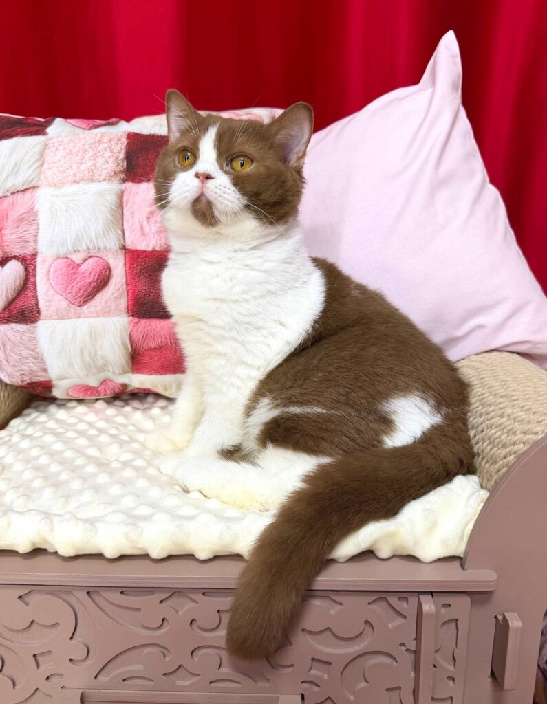 Fo Fo British Shorthair Cinnamon Male (Available) 00 - photo 1