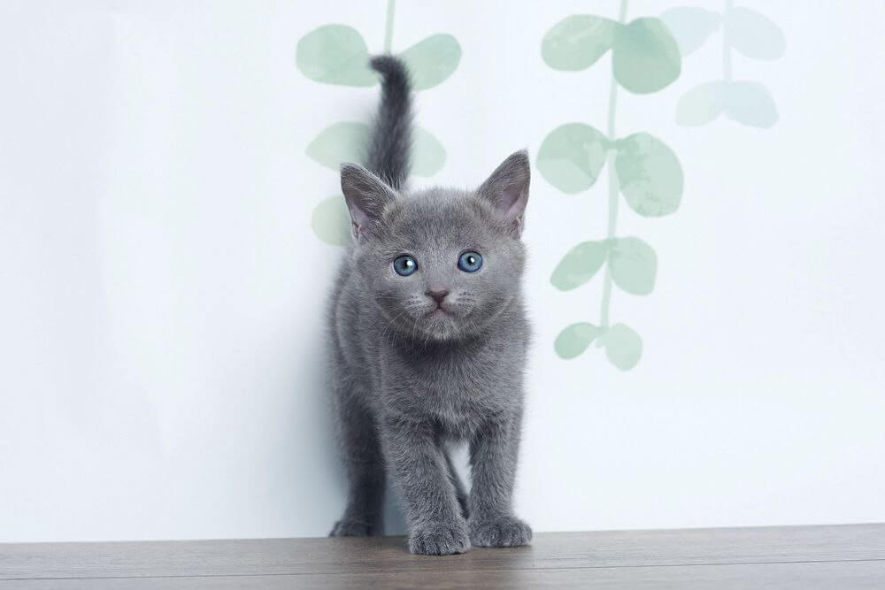 Elizar Russian Blue Male (Reserved) 00 - photo 1