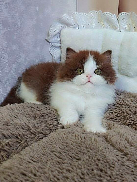 Diamond British Longhair Chocolate Male (Available) 00 - photo 1