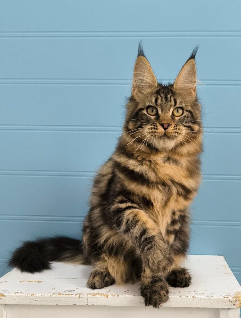 Uta Maine Coon Black Tabby Female (Available) 50 - photo 1