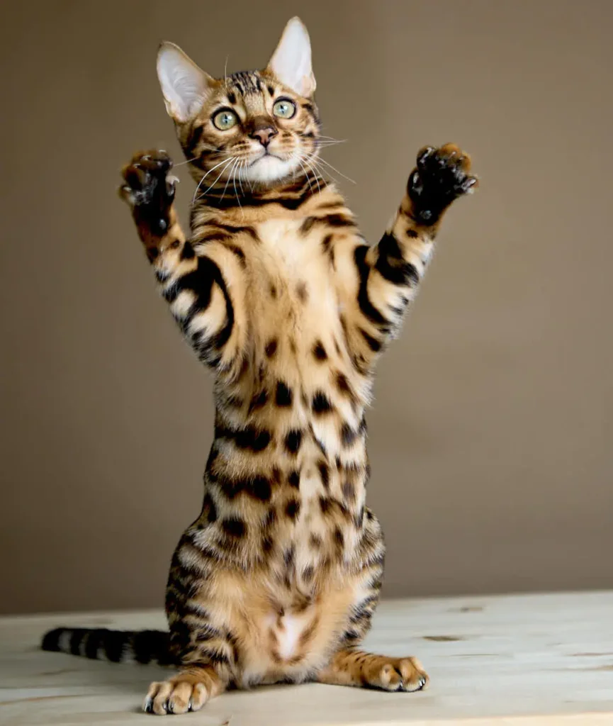 Ars Bengal Black Spotted Male (Reserved) 50 - photo 1