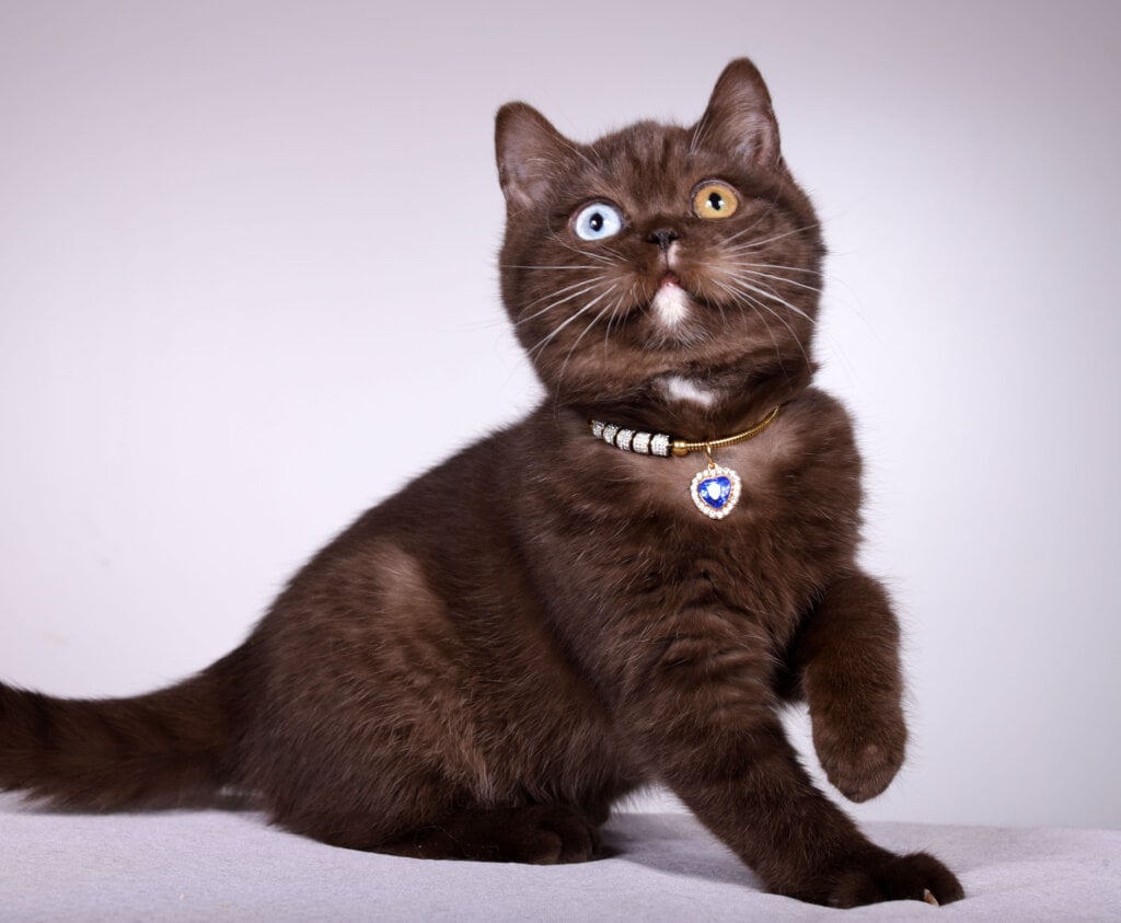 Img 0942 копия 222