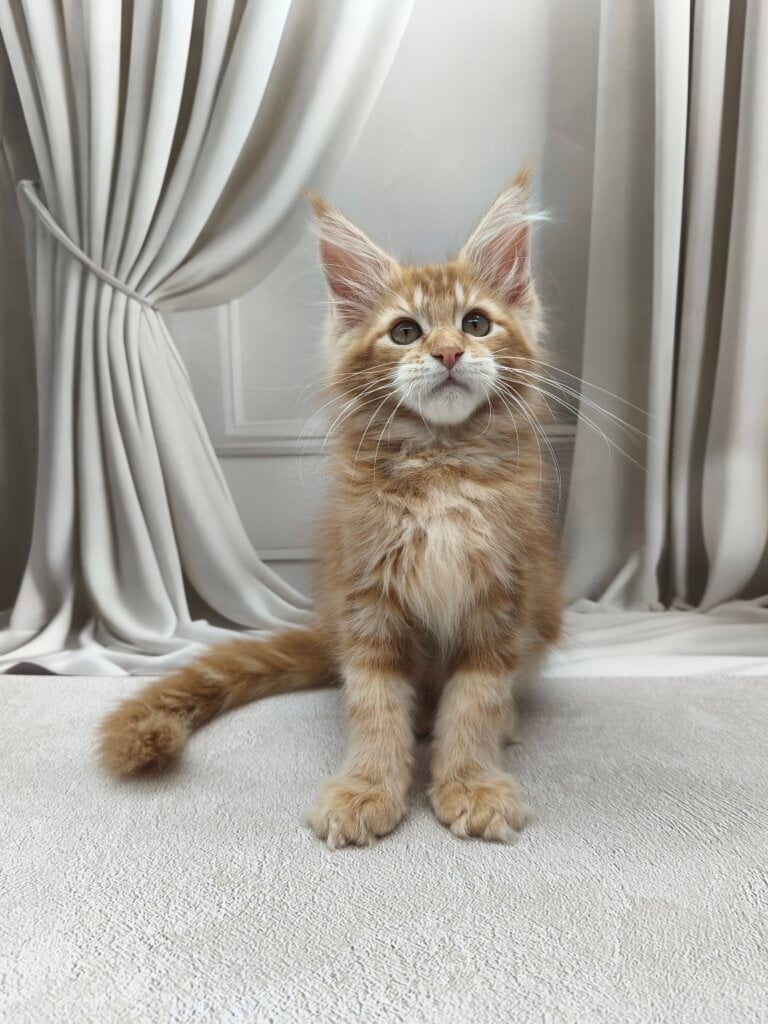 Img 20260302 161616 1