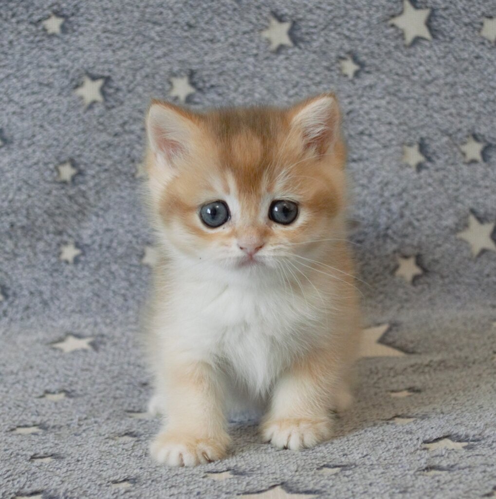 Img 20260322 095204 775