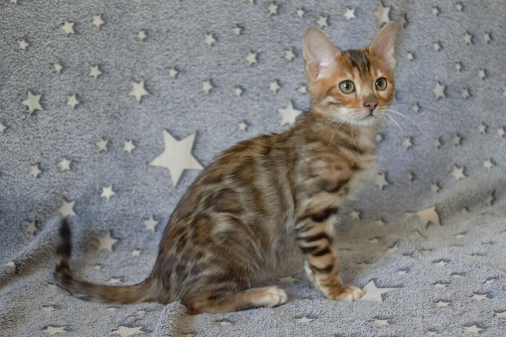 Img 20260322 114230 3539