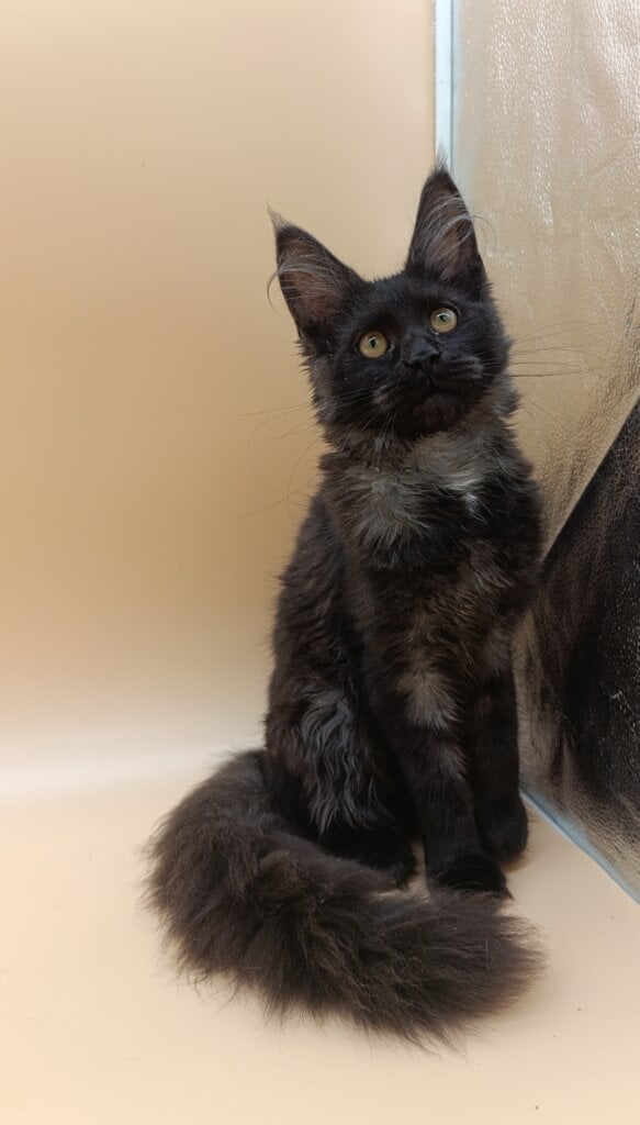 Isabelle Maine Coon Black Silver Female (Available) 50 - photo 1
